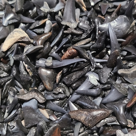 Fossilized Shaeks Teeth 25 - Picture 6 of 6